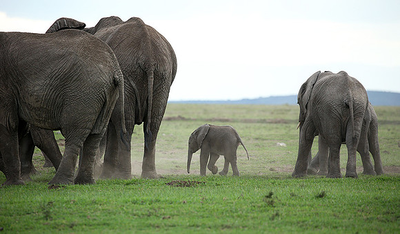 Laikipia