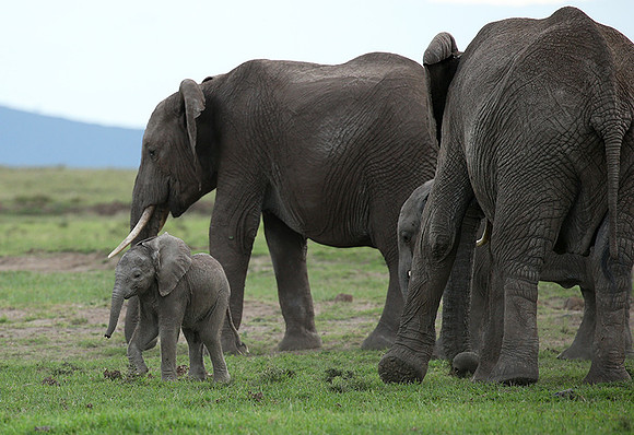 Laikipia