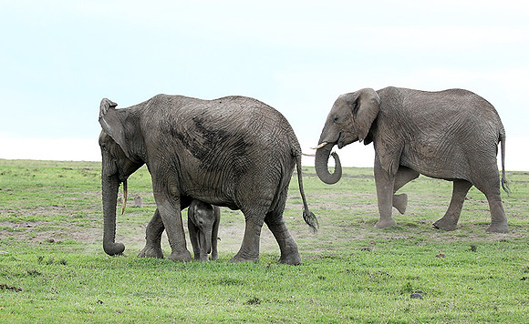 Laikipia