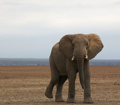 Amboseli National park