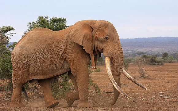 Biggest tusker in Kenya (location not disclosed to avoid poaching)