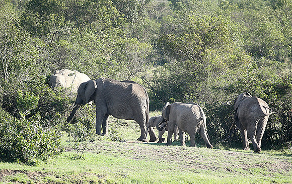 Laikipia