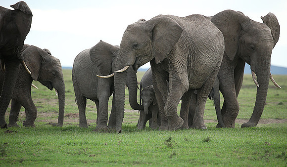 Laikipia