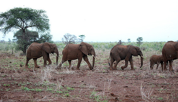 Meru NP