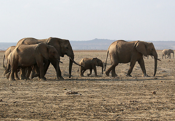 Amboseli National park
