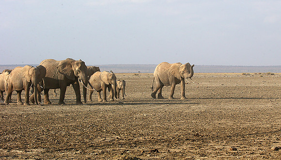 Amboseli National park
