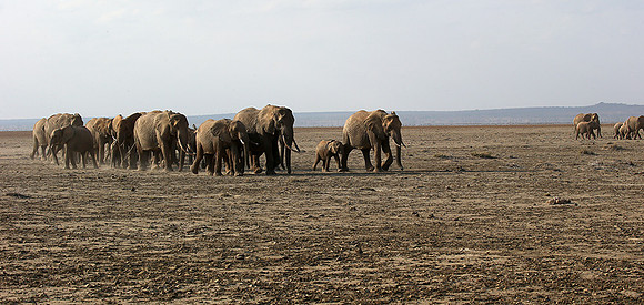 Amboseli National park
