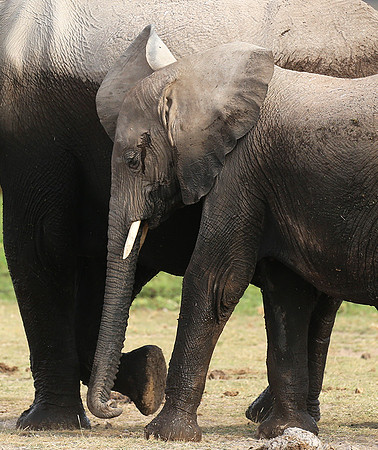 Amboseli National park