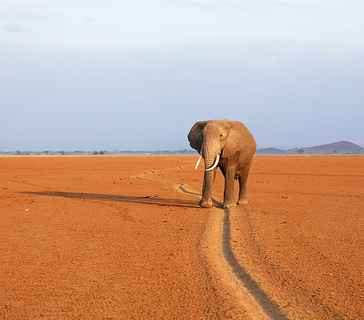 Amboseli National park