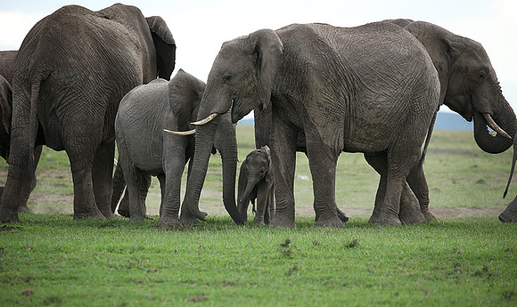 Laikipia