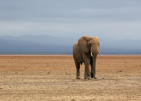 Amboseli National park