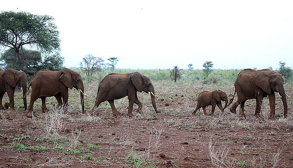 Meru NP