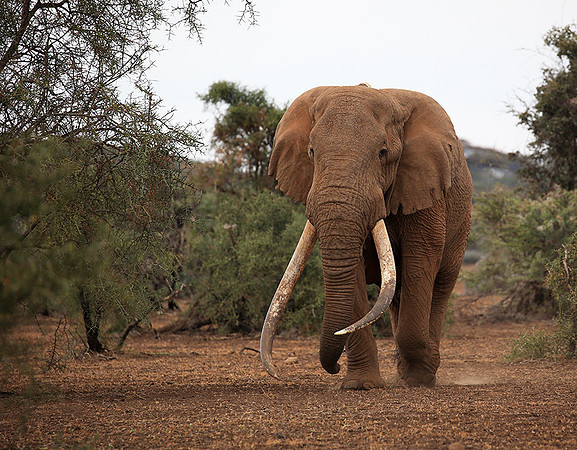 Biggest tusker in Kenya (location not disclosed to avoid poaching)