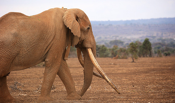 One of the biggest tuskers of Kenya - location not disclosed to avoid poaching