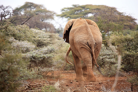 Biggest tusker in Kenya (location not disclosed to avoid poaching)