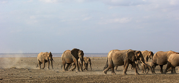 Amboseli National park