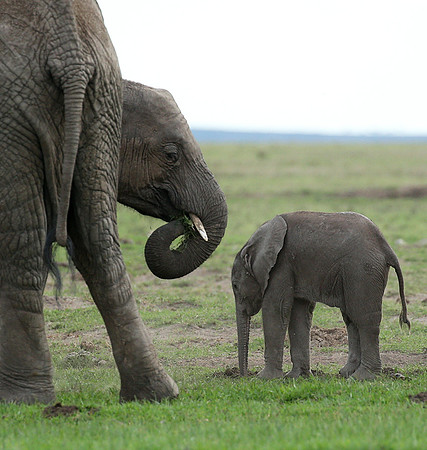 Laikipia