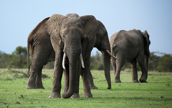 Laikipia