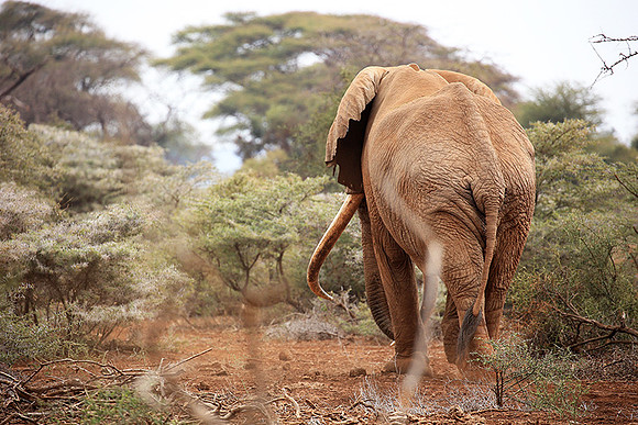 Biggest tusker in Kenya (location not disclosed to avoid poaching)