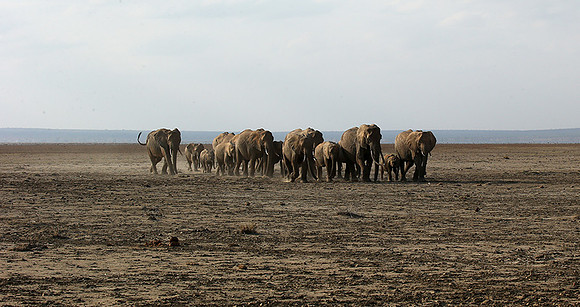 Amboseli National park