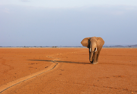 Amboseli National park
