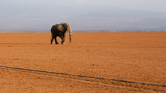 Amboseli National park