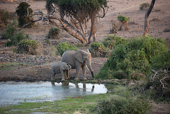 Amboseli National park