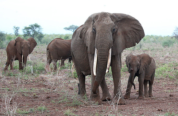 Meru NP