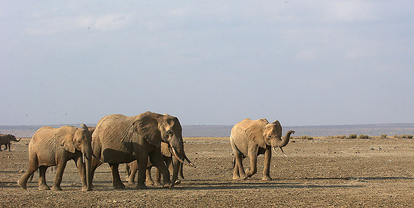 Amboseli National park