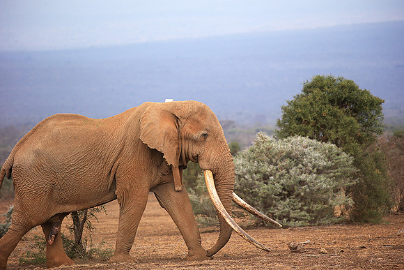 One of the biggest tuskers of Kenya - location not disclosed to avoid poaching