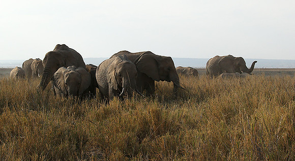 Amboseli National park