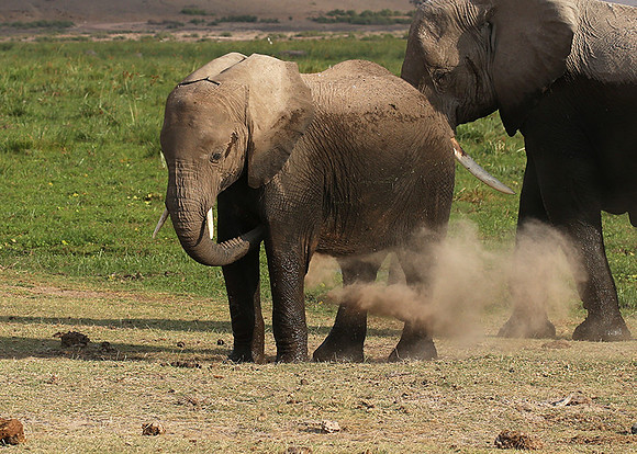 Amboseli National park