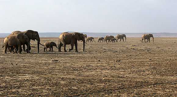 Amboseli National park