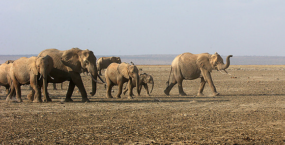 Amboseli National park