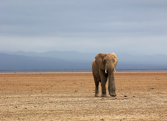 Amboseli National park