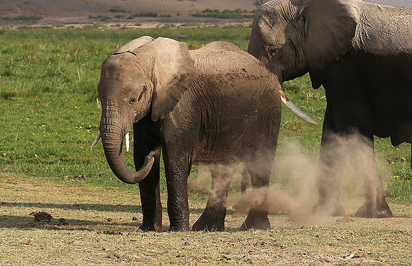 Amboseli National park