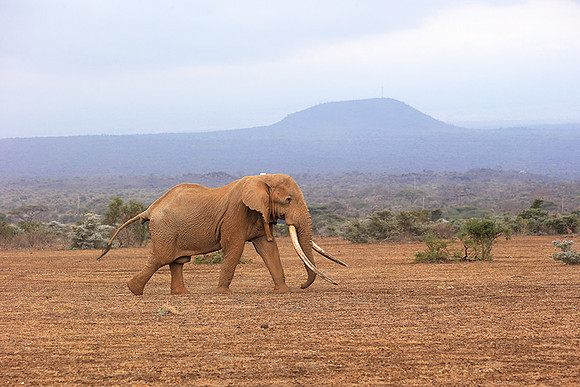 One of the biggest tuskers of Kenya - location not disclosed to avoid poaching
