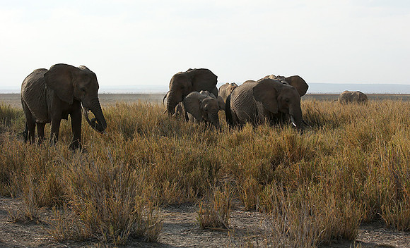 Amboseli National park