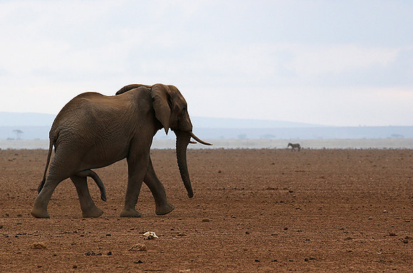 Amboseli National park