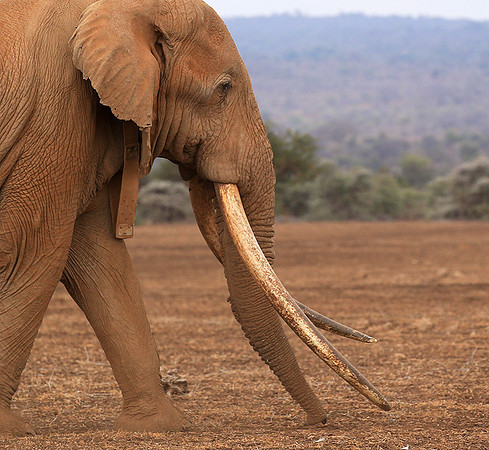 One of the biggest tuskers of Kenya - location not disclosed to avoid poaching