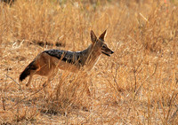 At Kruger NP
