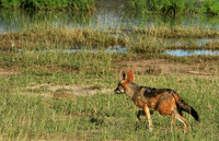 Black-backed jackal - Mala Mala