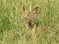 Black-backed jackal - Mala Mala
