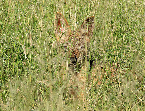 Black-backed jackal - Mala Mala