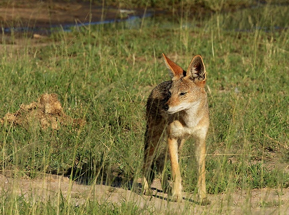 Black-backed jackal - Mala Mala