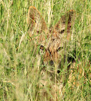 Black-backed jackal - Mala Mala