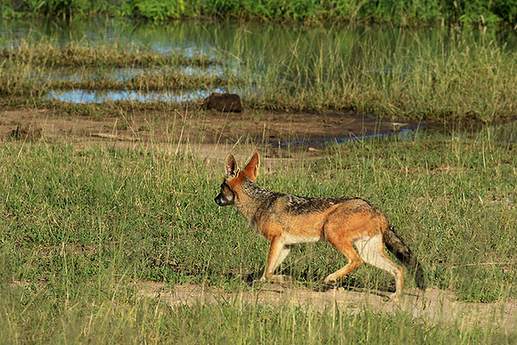 Black-backed jackal - Mala Mala