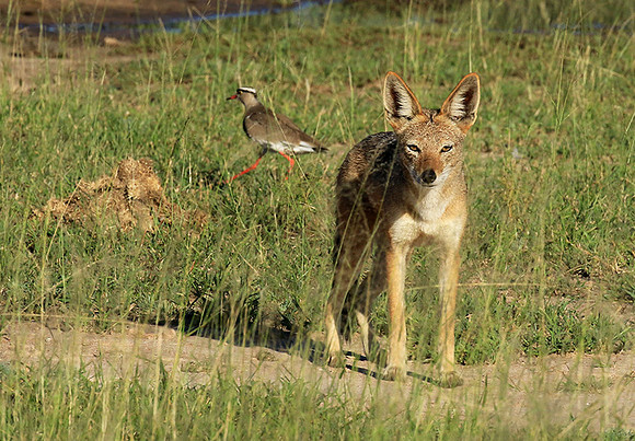 Black-backed jackal - Mala Mala
