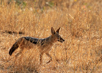 At Kruger NP