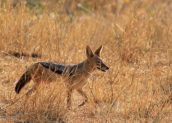 At Kruger NP